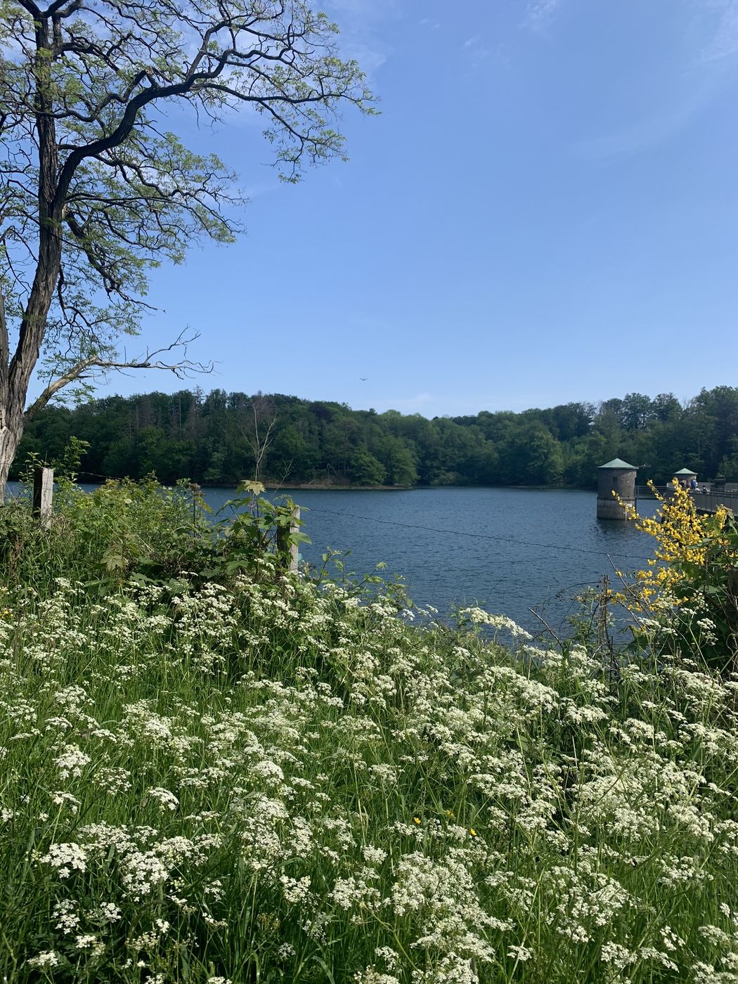 Sonniger See mit weißen Blütendolden im Vordergrund