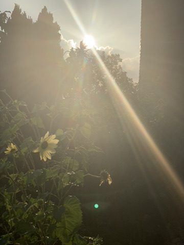 Warmes Gegenlicht durch Sonnenblumen im Garten